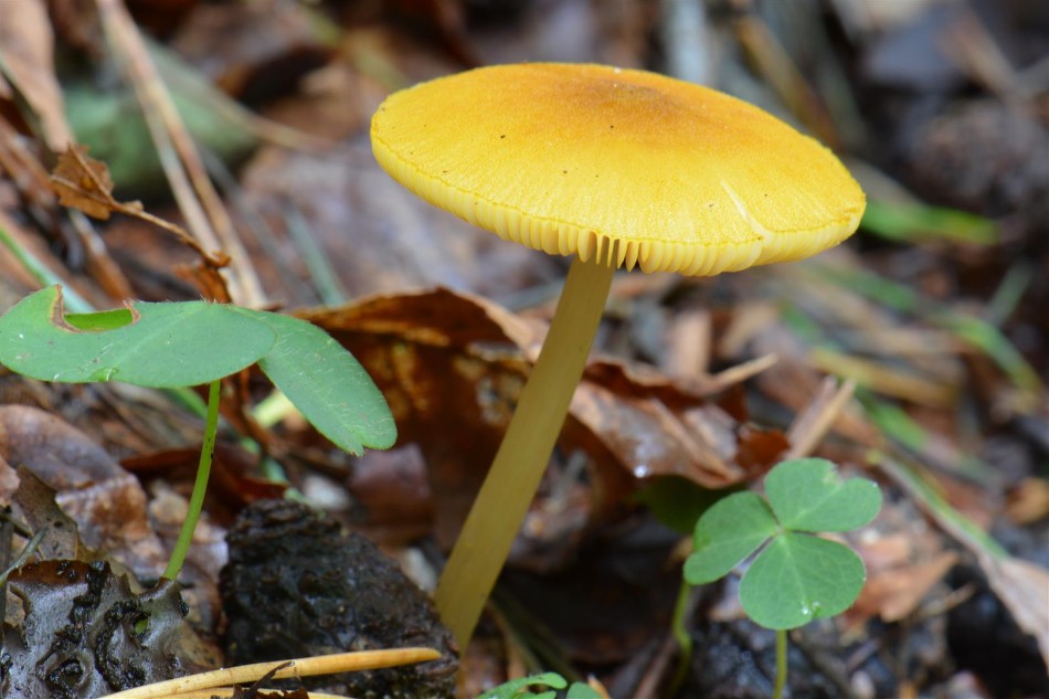 Goudgele hertenzwam [Pluteus leoninus].jpg